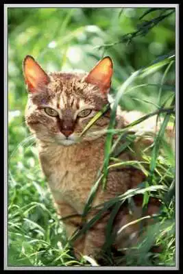 Play Tradutor para Gatinhos e Gatos