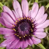 Free play online Tragopogon Porrifol Wallpaper APK Free play online Tragopogon Porrifol Wallpaper APK