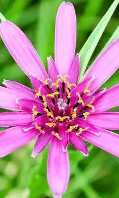 Play Tragopogon Porrifol Wallpaper