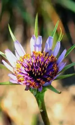 Play Tragopogon Porrifol Wallpaper