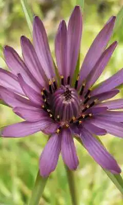 Play Tragopogon Porrifol Wallpaper