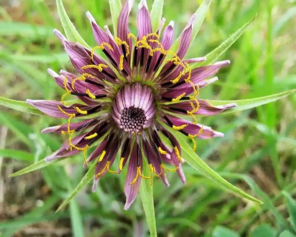 Play Tragopogon Porrifol Wallpaper