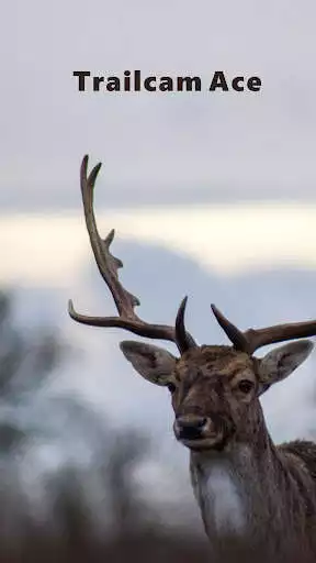 Play Trailcam Ace  and enjoy Trailcam Ace with UptoPlay