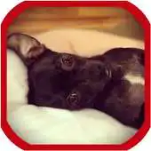 Free play online Train a Chihuahua APK