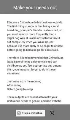 Play Train a Chihuahua