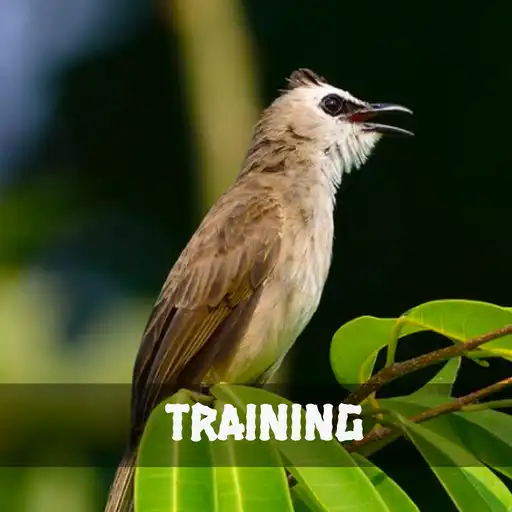 Play Training Trucukan (Suara Masteran) APK Play Training Trucukan (Suara Masteran) APK
