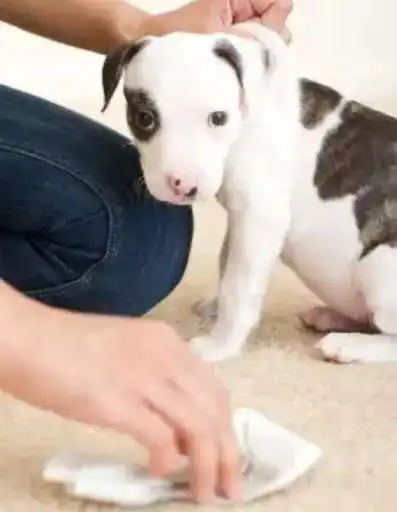 Play Train puppies for free. as an online game Train puppies for free. with UptoPlay