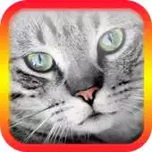 Free play online Translator for Cats - Cat Translator APK