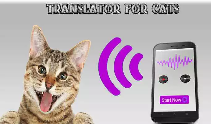 Play Translator For Cats Simulator