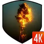 Free play online Tree 3D Video Wallpaper APK