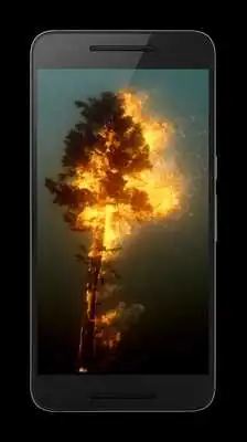 Play Tree 3D Video Wallpaper