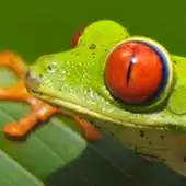 Free play online tree frog wallpapers APK