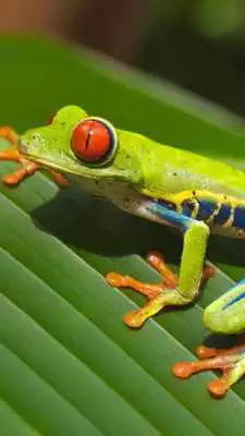 Play tree frog wallpapers