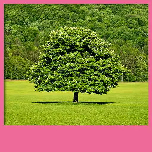 Free play online Tree Live Wallpapers  APK