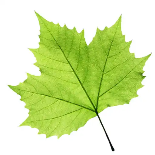 Free play online TreeLogy APK Free play online TreeLogy APK