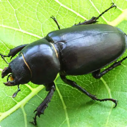 Play Tree Pests of INDIA APK Play Tree Pests of INDIA APK