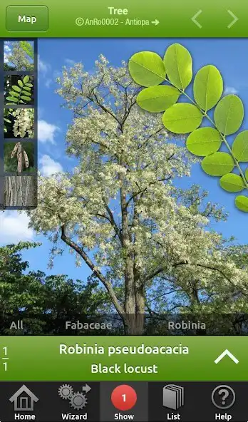 Play Trees and shrubs  and enjoy Trees and shrubs with UptoPlay
