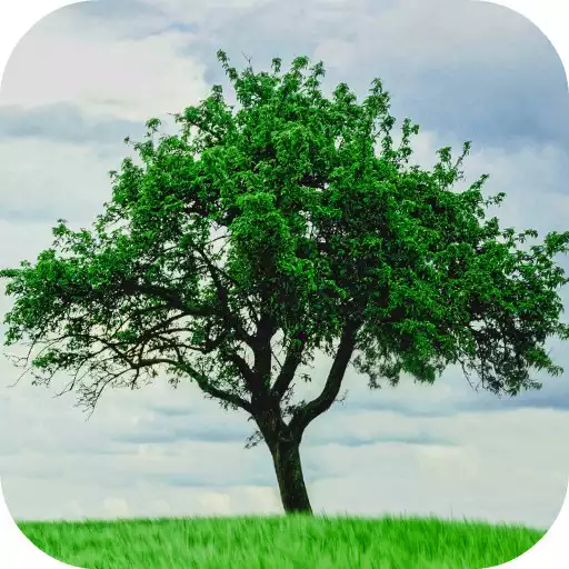Free play online Tree Wallpapers APK Free play online Tree Wallpapers APK