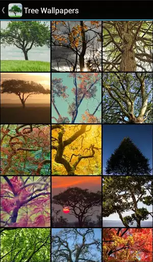 Play Tree Wallpapers