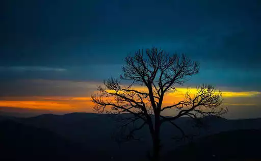 Play Tree Wallpapers