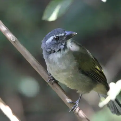 Play Trinca Ferro Cantando plus APK