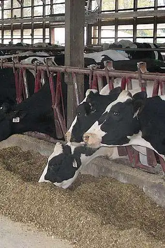 Play Tri-State Dairy Nutrition Conf  and enjoy Tri-State Dairy Nutrition Conf with UptoPlay