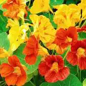 Free play online TropaeolumPeregrinum Wallpaper APK