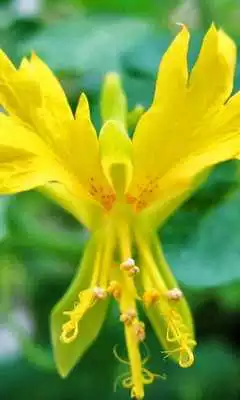 Play TropaeolumPeregrinum Wallpaper