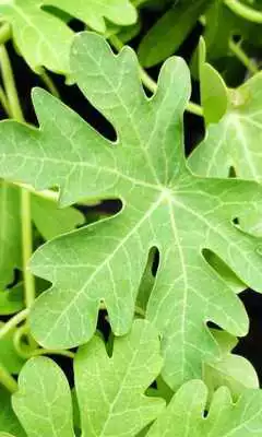 Play TropaeolumPeregrinum Wallpaper