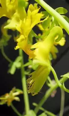 Play TropaeolumPeregrinum Wallpaper