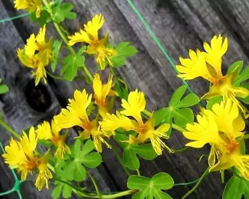 Play TropaeolumPeregrinum Wallpaper