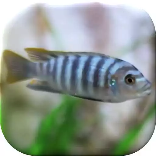 Play Tropical Aquarium LWP APK