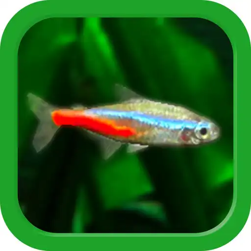 Play Tropical Fish Tank - Mini Aqua APK Play Tropical Fish Tank - Mini Aqua APK