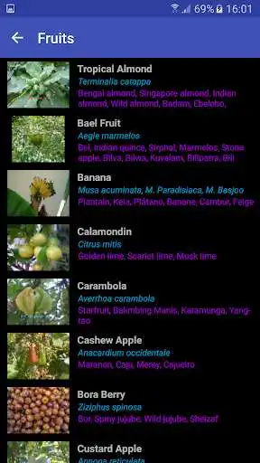 Play Tropical Fruits and Vegetables