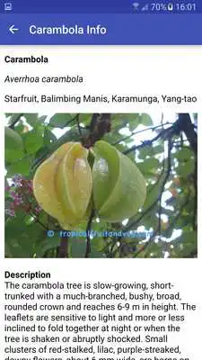 Play Tropical Fruits and Vegetables