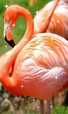 Play Tropical Live Wallpaper