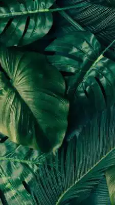 Play Tropical Palm Leaves Wallpapers