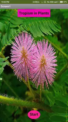 Play Tropism in Plants and enjoy Tropism in Plants with UptoPlay Play Tropism in Plants and enjoy Tropism in Plants with UptoPlay