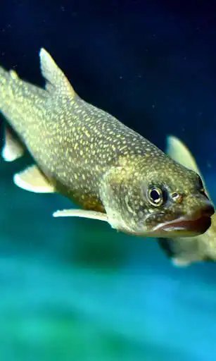Play Trout Wallpaper  and enjoy Trout Wallpaper with UptoPlay