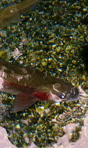 Play Trout Wallpaper as an online game Trout Wallpaper with UptoPlay