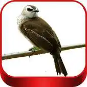 Free play online Trucukan Mania Chirping APK