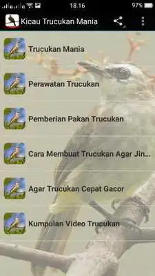 Play Trucukan Mania Chirping