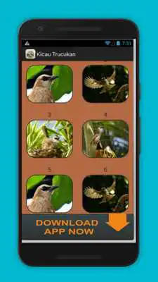 Play Trucukan Master Kicau
