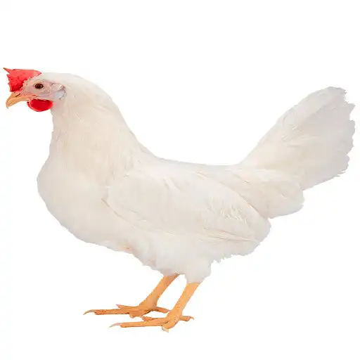 Play Tulasi Layer APK