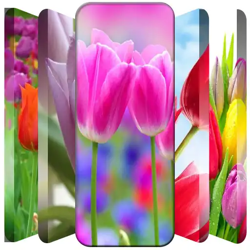 Play Tulip Flower HD Wallpaper APK