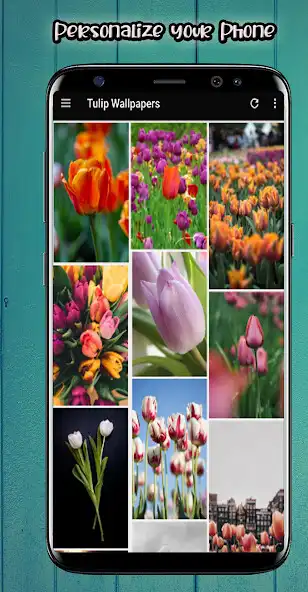 Play Tulip Flower HD Wallpaper and enjoy Tulip Flower HD Wallpaper with UptoPlay Play Tulip Flower HD Wallpaper and enjoy Tulip Flower HD Wallpaper with UptoPlay