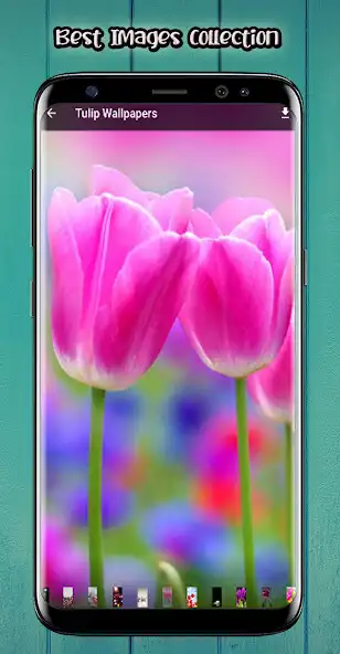 Play Tulip Flower HD Wallpaper as an online game online Tulip Flower HD Wallpaper with UptoPlay Play Tulip Flower HD Wallpaper as an online game Tulip Flower HD Wallpaper with UptoPlay