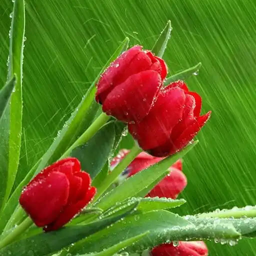 Play Tulips Flowers Wallpapers HD APK Play Tulips Flowers Wallpapers HD APK