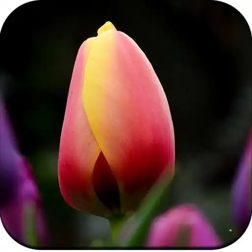Play Tulips Flower Wallpapers APK