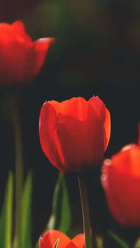 Play Tulips Flower Wallpapers  and enjoy Tulips Flower Wallpapers with UptoPlay